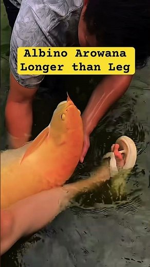 Albino Arowana is as long as her Leg #arowana #arowanafish #aquarium #fishtank