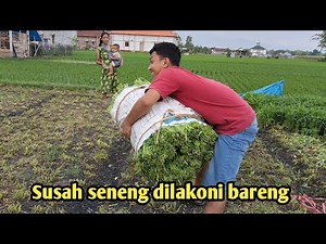 PROSES PERENDAMAN KANGKUNG#kembalibertani