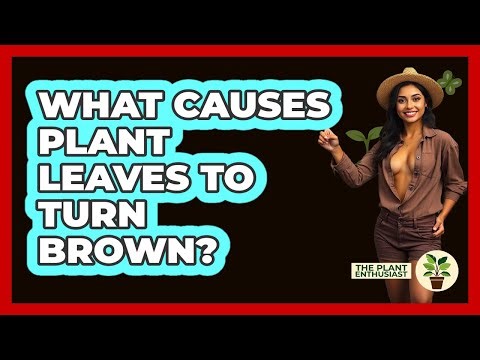 What Causes Plant Leaves To Turn Brown?