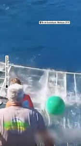 Un grand requin blanc coincé dans une cage de plongée alors qu’un touriste se trouve à l’intérieur 🦈 Il s’agit du Shark cage diving, une pratique qui permet de rencontrer rapidement des requins en les attirant au plus près des cages avec des appâts. Mais ce type de plongée n’est pas sans conséquence : selon une étude publiée dans la revue Conservation Physiology, la plongée en cage avec de grands requins blancs modifie le comportement de ces prédateurs, les détourne de la chasse et leur fait pe