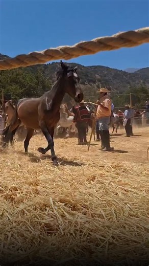 🐴 La trilla a yegua suelta es una de las tradiciones más reconocidas del campo chileno y este sábado vivió una nueva jornada, esta vez en la comuna de Olmué. 📌 Con la participación de autoridades locales y los animadores del Festival del Huaso de Olmué 2026, @marigodoyibanez y @fuentesilva, se efectuó este ritual. 📌 ¿En qué consiste? Caballos y yeguas pisotean las gavillas para separar la paja del grano y obtener el trigo para su posterior manufacturación. 📌 Sigue los detalles de la cobertur