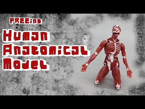 FREEing Human Anatomical Model figma Action Figure Review