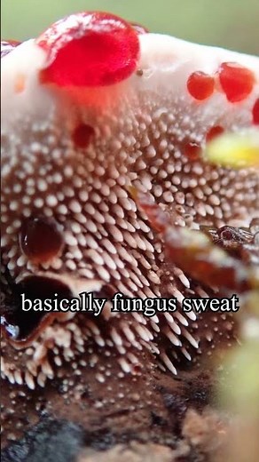 Why Is This Mushroom Dripping Blood?