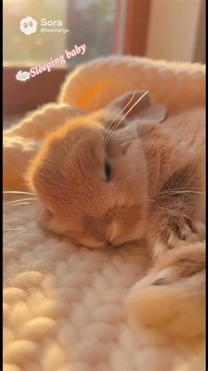 Adorable Rabbits Sleeping Together 🐰 | Heartwarming #rabbit #cuteanimals #rabbitrescue #rabbits