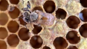 This is beautiful. The hatching of a baby honeybee is always and inspiring vision. It’s a new year and a new beginning. 🐝 Did you know that honeybees only live for about 6 weeks? In that short time, she will achieve amazing things. 🐝 The first 3 weeks will be spent inside the hive performing duties for the benefit of the colony. Cleaning, caring for the developing brood, producing royal and worker jelly, moving and storing nectar. 🐝 After 3 weeks, she will leave the hive to become a forager, 