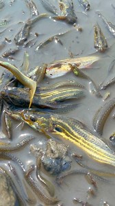 Wow amazing mud fishing | Fishing Village