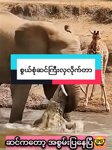 Incredible Wild Animal Encounters