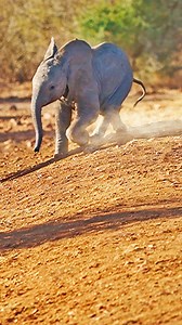 An adorable baby elephant tries very hard to run after its mommy, so cute! 🥰 | Cute Tings
