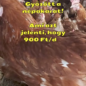 1.4K reactions · 398 shares | A Magyar Baromfi Futár egyedüliként a...