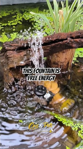 I put a solar powered water fountain on my Pond. And the fishes love it.. #pond #fish #solarfountain