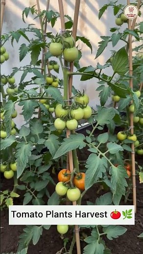 Prune Tomato Plants for a Bigger Harvest 🍅🌿 #gardeningtips #homegarden