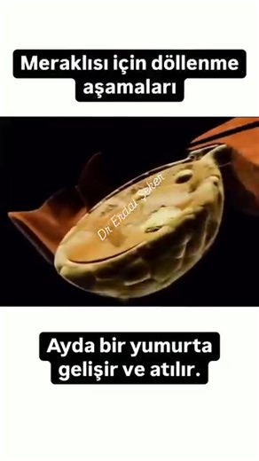 Op.Dr. Erdal Şeker TikTok'ta