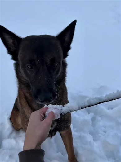 90% of the Malinois's body is made up of doping substances #dogandbaby #funny #pet #dogsoftiktok #dog