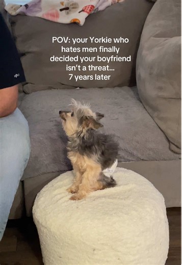 He has never willingly sat next to him! I’m still in shock 😳 #yorkie #yorkiesoftiktok #yorkielovers