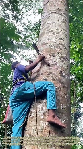 Forging a Path Upward: The Iron Wedge Tree Ascent
