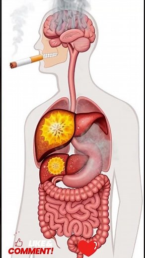 #MedicalEducation #Gastroenterology #AnatomyEducation