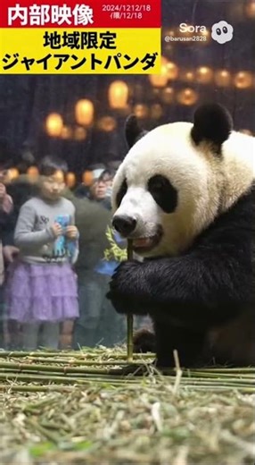 パンダ色にヒグマを塗った結果動物愛護団体から批判が殺到してしまう…#trending #クマ #automobile #funny #bear #animals