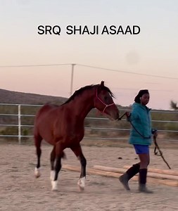 SQR SHAJI ASAAD is a KHEMOSABI grandson who is a 19-year-old stallion who was never halter trained. 🐴 He came to us, but then would not load for his trip to his new owner. So, he has been “stuck” with us for the past four or so weeks. 🐴 Tamarah has been working with him daily for about an hour, so after 30 hours of training, this is the progress. 🐴 We edited the long video to speed up, watch to the end. 🐴 We are so proud of ASAAD and Tamarah! 🐴 #lthasaad #ltharabianrescue #Khemosabi | Love 