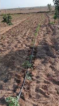 An easy way to grow fava beans #fava_beans #garden