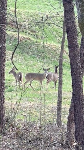 High bridge trail today. March 17, 2026 #virginia #townLife