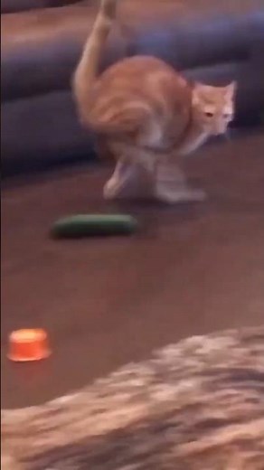 That Cat Jump… Explained 😳