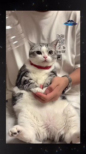 Cute And Funny Animal Video - Part 4. #cutecat #funnypets #catlover #catsoftiktok