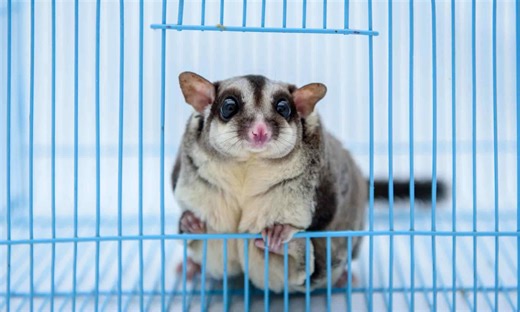 The 10 Most Common Illegal Pets in the United States