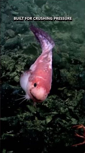 Snailfish: Built for Pressure