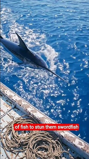 The Ocean’s Fastest Hunter – Swordfish ⚔️🐟 #facts #wildlife #oceanfacts