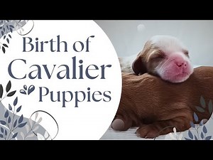 Rosie's in Labor! - Birth of Cavalier Puppies