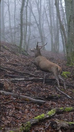 Das war der zweite Tag der CopterPro Drückjagd 2025!