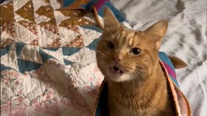 Do You Think This Cat Sounds Scouse?