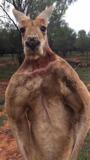In our movie KANGAROO our dear Roger has been lovingly and expertly recreated using CGI special visual effects We love the movie version of Ro | The Knowledge Hub