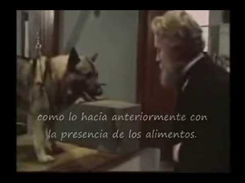 Condicionamiento Clásico de Ivan Pavlov