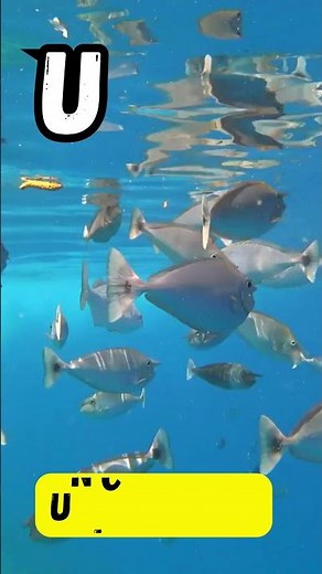 U Animals Song for Kids 🎶 |Fun Animal ABCs | UZR Learning |#abcd #kids #shorts #learning #viralvideo
