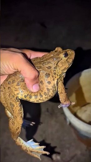 Bonk Bonk the frogs funny | Bullfrog and Toad funny fly or jump | Animal for fun | Funny Frog