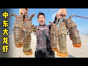 果然是中东大龙虾的洄游季，礁石下随处可见，每只的个头都有我小腿粗！#大龙虾 #大蛏王 #赶海 #潜水 #马西拉岛 #阿曼