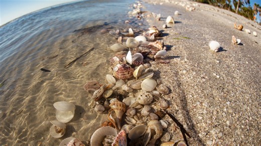 It's iconic. It's rare. It's the most sought after shell in SW Florida