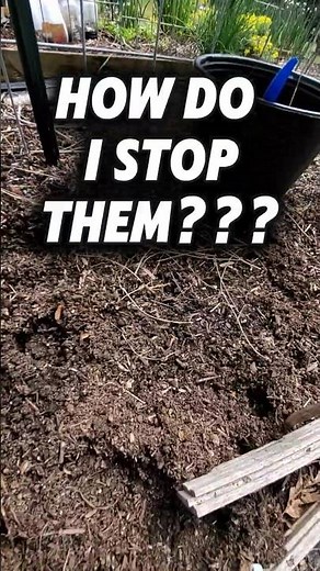How Do I Stop the Squirrels from Digging in My Garden? 🐿