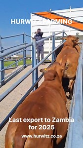 We are thrilled to be sending another truck load of Boran cattle off to their forever homes in Zambia 🇿🇲 This is an exceptional group of cattle who will undoubtedly continue to fly the Hurwitz Farming brand of Boran cattle as high as the stars representing the passion and planning that went into breeding them. Many thanks to the various buyers who have assembled this herd and we are confident that their impact will be felt for generations to come. True Hurwitz Farming ambassadors with every st