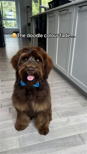 Excuse me where did my dog go?! #doodle #labradoodle #funnydogvideos | dogs
