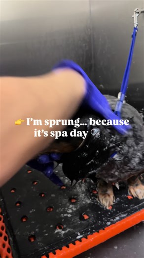 Tiny legs. Big spa day. 🐾🛁 This Doxy came in for the full pampering and stole our hearts the whole time. Calm, cozy, and feeling fresh from nose to tail. We love making spa days extra special for our little clients 💕✨ #dachshund #doxie #doxy #dachshundlove #dachshundsoftiktok