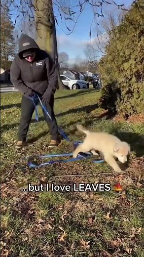Golden Retriever Puppy Invisible Fence® Training: Outdoors