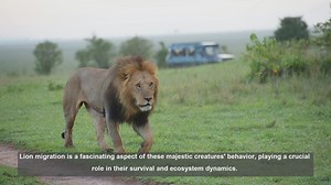 10 Key Lion Migration Patterns: Survival Strategies Revealed