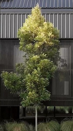 Kurin Lodge, Brisbane | Charred Spotted Gum Cladding by Modinex