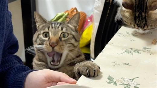 真是饿疯了！阿豹连花菜都开始吃了