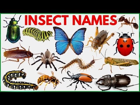Insect Names | Amazing Insect Names for Kids | Learn Insects