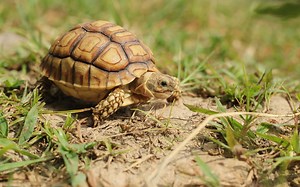 Baby Sulcata Tortoise: 10 Pictures and 10 Amazing Facts