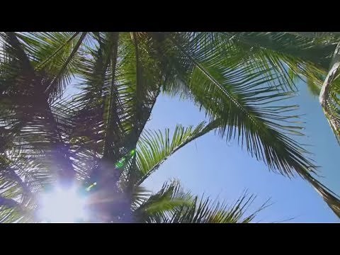 How to Grow Palms | Mitre 10 Easy As Garden