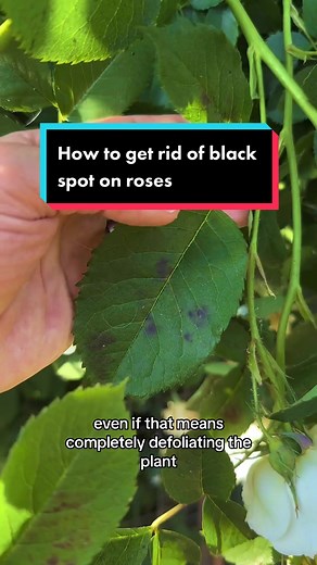 How to deal with black spot on your roses The most serious disease for roses, with Black spots on your leaves which look unslightly, will turn yellow and likely fall off. The best thing you can do is to pick them off. Remove any affected leaves as they carry the black spot fungus. If you’re doing this with a pair of secateurs remember to give them a good clean after to stop the spread - or you can pull in the opposite direction to the growth to easily remove them by hand. If you see leaves on th